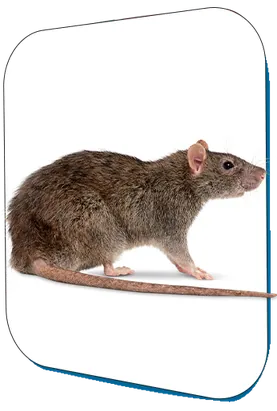 Norway Rat